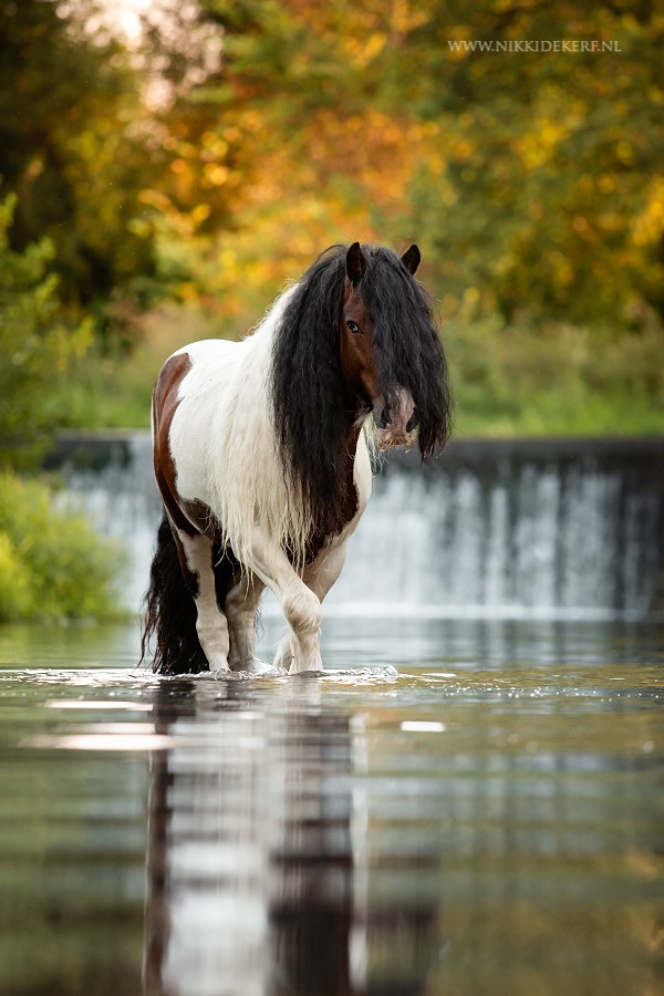 Another photo taken in Poland, and another unique setting... This beautiful stallion of Osrodek Babin in the water with a small waterfall in the background - beautiful @Nikki de Kerf - Equine Photography